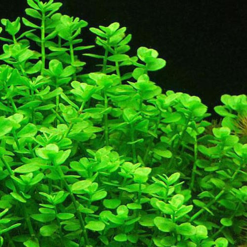 Pack 10 Bacopa Monnieri Planta Acuario Acuarismo Pecera