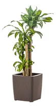 Comprar Matera Maceta Para Exteriores Y Jardin Tipo Rattan Mq Color Mocca