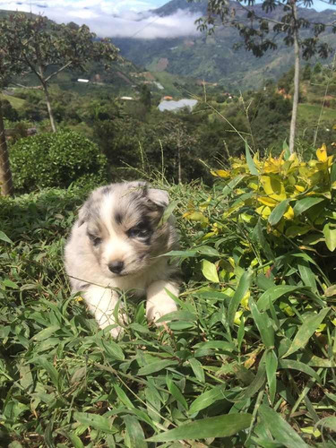Imagen 5 de 8 de Cachorro Border Colli Cachorros Criadero Kanis