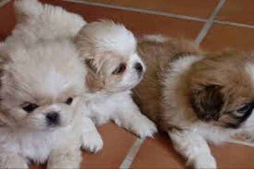 Cachorros Pekines Imperial 280