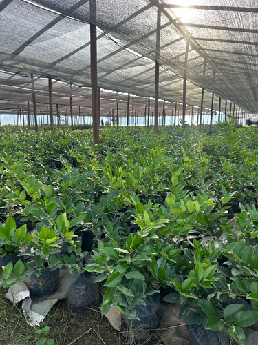 Cerco Vivo Pino Leylandii Somos Productores Verde