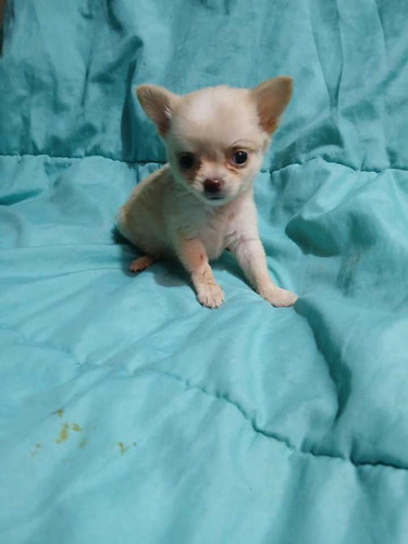 Chihuahua Hembra Pelo 