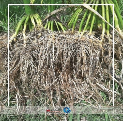 Imagen 5 de 9 de Suppra Micorrizas 2kg Inoculante Mejorador Suelos Orgánico