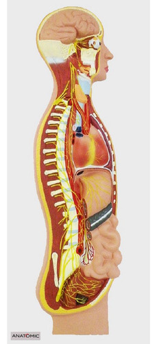 Sistema Nervoso Simpático Em Prancha, Anatomia