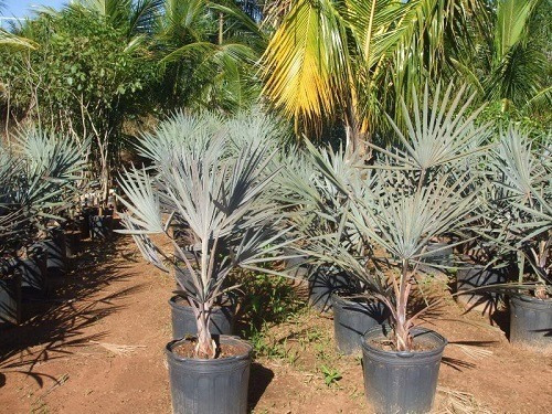 Palmeira Azul - Bismarckia Nobilis - Pronta Para Plantio