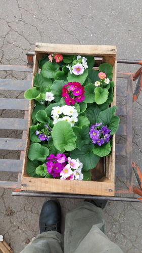Primulas Cajon X 10 Variedad De Colores Excelentes! Variedad De Colores