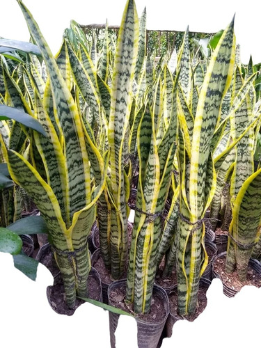 Promo Pack 8 Sansevieria Trifasciata - Lengua Suegra M 3 Lt