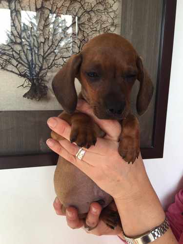 Preciosos Salchicha Mini Dachshund