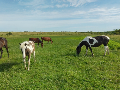 Pensionado Caballos A Corral,a Campo, A Box-joaquin Suarez