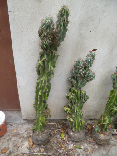 Cactus Cereus Peruviano Monstruoso