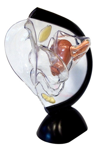 Modelo Transparente De Utero Organos Reproductores Femeninos