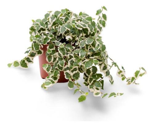 Ficus Clasificación Inferior Planta