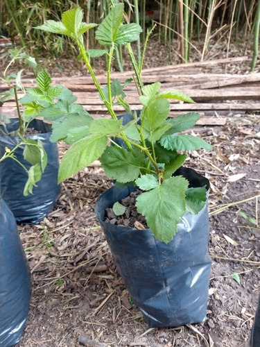 Imagen 4 de 5 de Planta De Frambuesa, Maceta De 5 Lts Huerta, Balcón,terraza