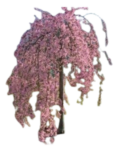 2 Cerezos Llorones Grandes Rosa Y Blanco 1.80 M
