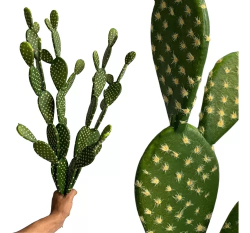 Planta de cacto em estilo realista