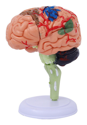 4dmaster Modelo Anatómico 4d Del Cerebro Humano