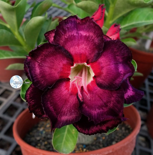 Kit 60 Sementes Rosas Do Deserto E Raras P Mudas Em Jardim