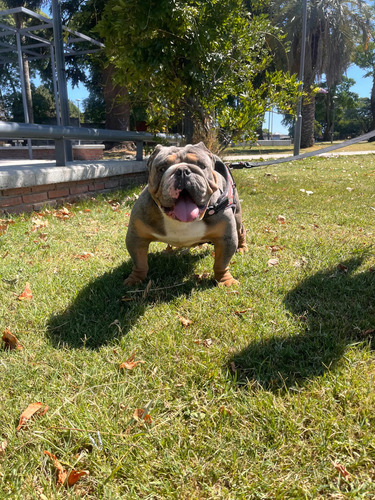 Bulldog Inglés Para Monta