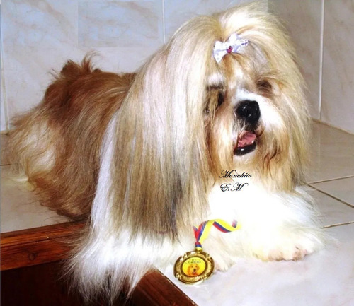 Shitzu Cachorros Mini Toy Vacunados Garantìa De Pureza