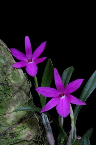 Muda De Mini Orquídea - Cor Violeta Ametista No Vaso Simples | MercadoLivre