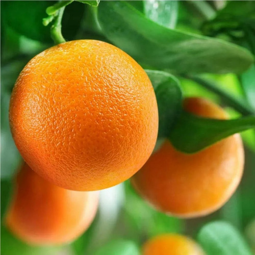 Imagem 1 de 8 de Muda Laranja Charmute Enxertada P/ Vasos Jardim E Pomar