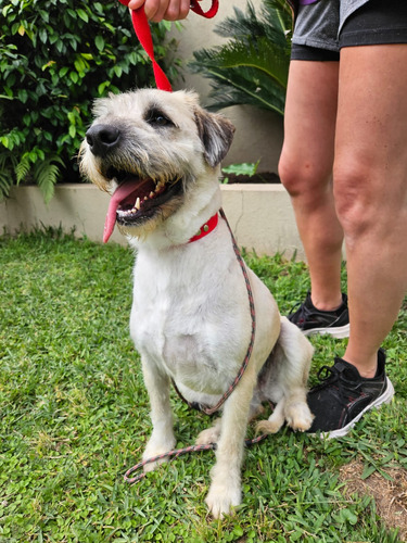 María, Belleza Terrier 100% Barbinchita Blanca, 4 Añitos