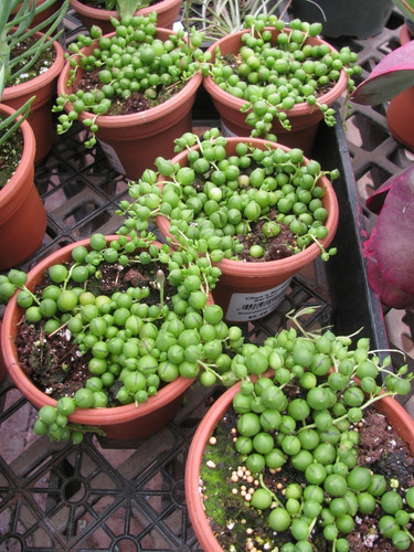 Rosario O Senecio Rawleyanus Planta Mta 10 Inch Suculenta