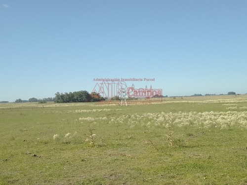 Imagen 14 de 15 de Venta,de Importante Campo En Roberto. J. Payro, Partido De Magdalena.