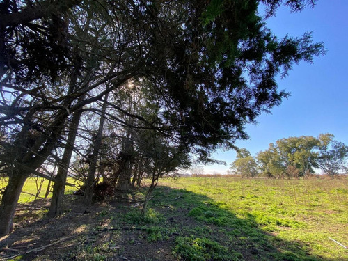 Terreno En Venta - 20.000mts2 - Mechita, Alberti