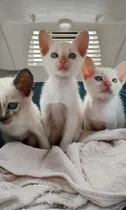 Comprar Gatitos Siames Macho Red Point A  Mediados De Abril Envios! Naranja