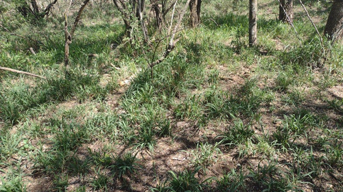 Venta Campo 3200 Hectareas Santiago Del Estero