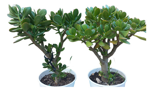 Planta Crassula Ovata Arbol De Jade Maceta N°19