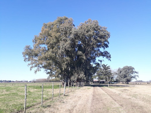 Imagen 4 de 10 de En Venta Campo De 27has En Lobos Paraje La Porteña