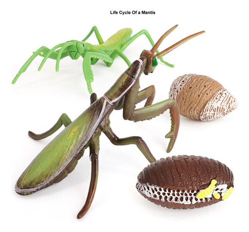 - Juego De Una Mantis Religiosa - 4 Piezas