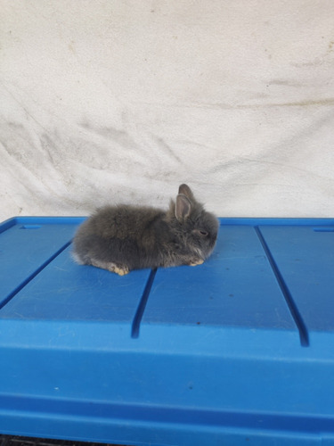 Hermoso Conejo Enano