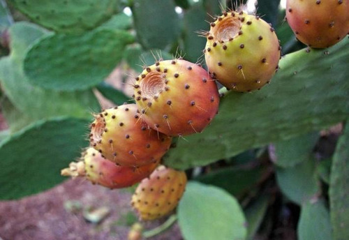 Tuna Naranja, 4 Pzs Penca/raqueta Nopales Tunero Opuntia