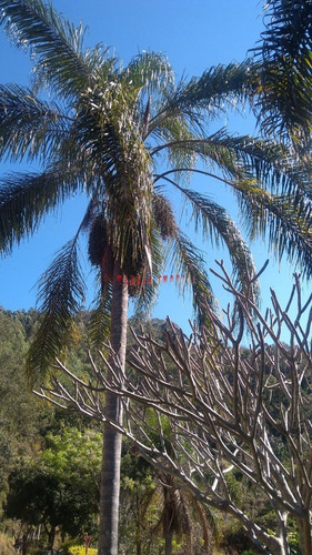 Sitio - St00008 - 34785268