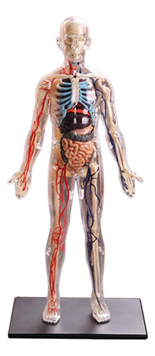 Enseñanza De Anatomía Del Cuerpo Humano Asamblea De Modelo D