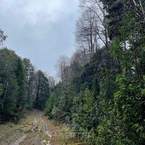 Campo De Bosque Nativo. Cercano A Parque Alerce Costero