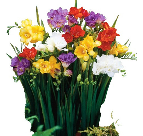 Bulbos De Fresias (x10 Dobles) O (x15 Simples) Imp. Holanda 