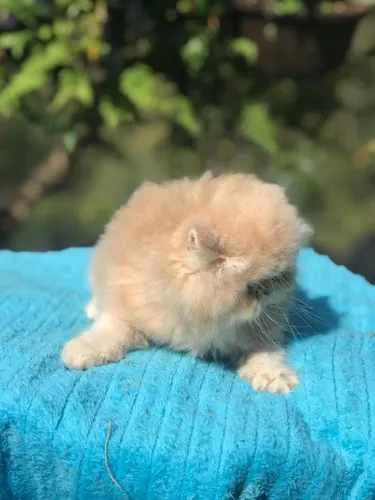 Gata Persa Extrema Hembra Animal Pets Colombia