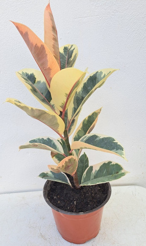 Planta Ficus Tineke O Hule 50 Cm Altura