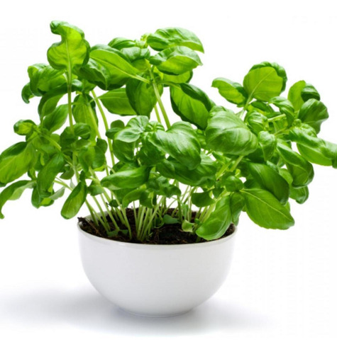Semillas De Albahaca Por 1 Gr (planta Aromatica)