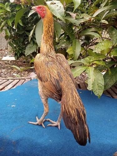 Índio Puro (ovos Galados)