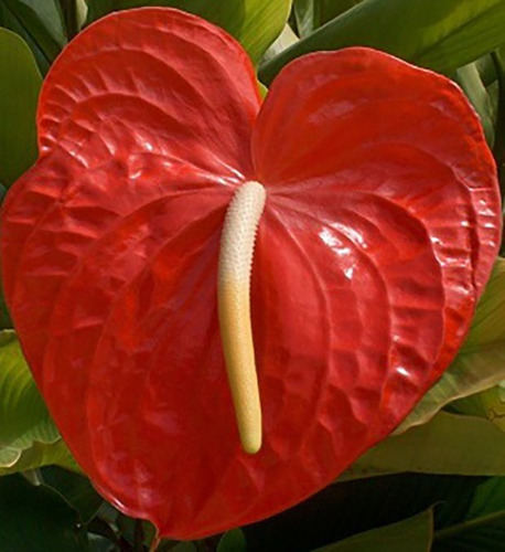 Antúrio Vermelho Gigante ( Anthurium Andraenum ) - 20 A 30cm