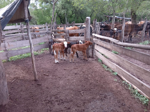 Campo Sobre Ruta