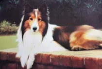 Comprar Alfombra Puertas Casas, Americana, Perro Collie  68 X46 Cms