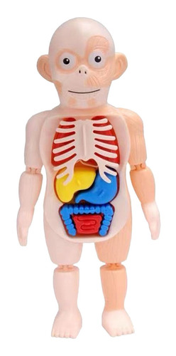 Juz Juguete Infantil Cuerpo Humano Modelo 3d Órgano Anatómic 