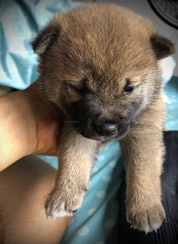 Cachorros Shiba Inu De 20 Dias