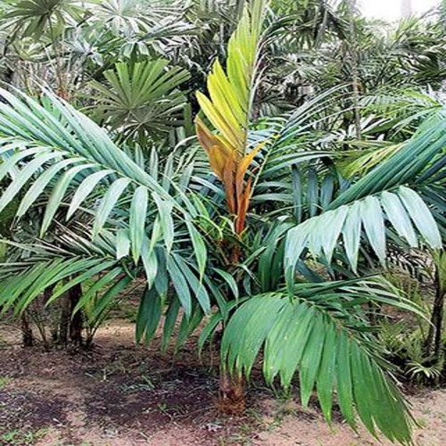 Maluku Palm/calyptrocalyx Spicatus/colecionadores!